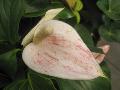 Hybrid Anthuriums / Anthurium hybrida  